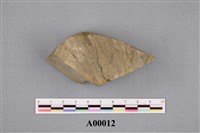 樹葉化石藏品圖，第1張